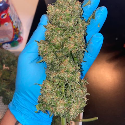 Super Boof growlog timeline photo