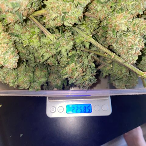 Super Boof growlog timeline photo
