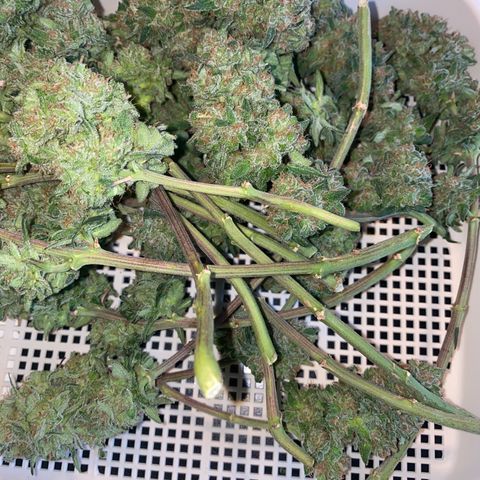 Super Boof growlog timeline photo