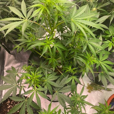 Studio 54 Stardust Auto growlog timeline photo