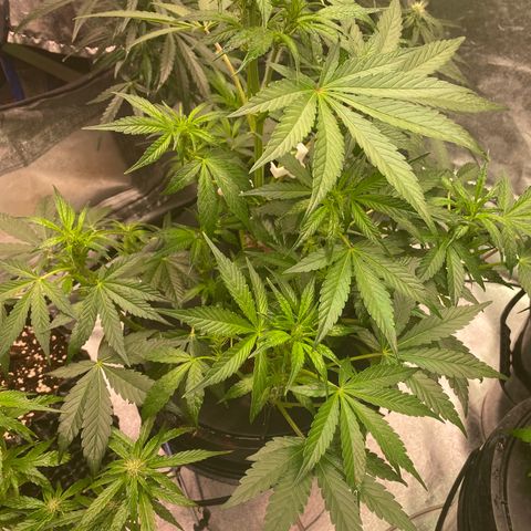 Studio 54 Stardust Auto growlog timeline photo