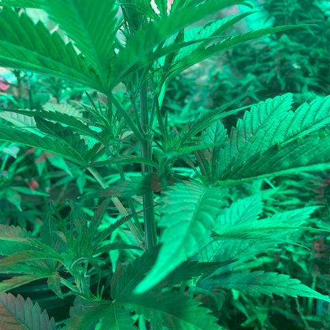 Auto Candy  growlog timeline photo