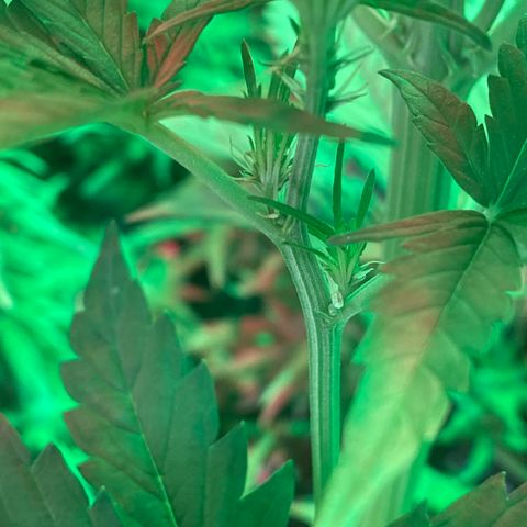 Auto Candy  growlog timeline photo