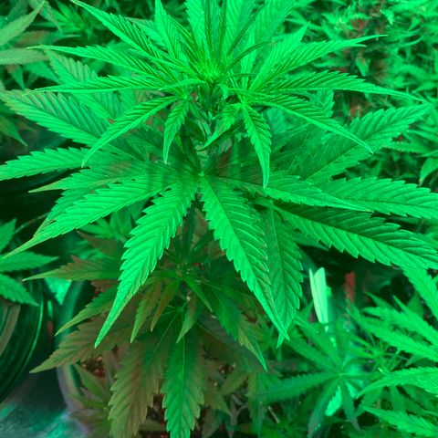 Auto Candy  growlog timeline photo