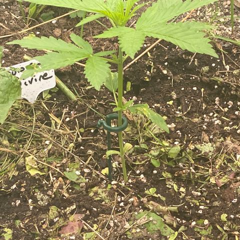 Auto Candy  growlog timeline photo