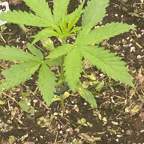 Auto Candy  growlog timeline photo