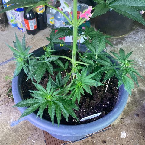 Auto Candy  growlog timeline photo