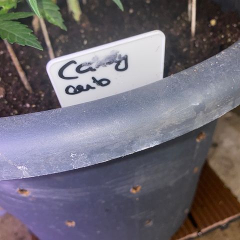 Auto Candy  growlog timeline photo