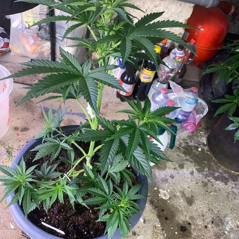 Auto Candy  growlog timeline photo