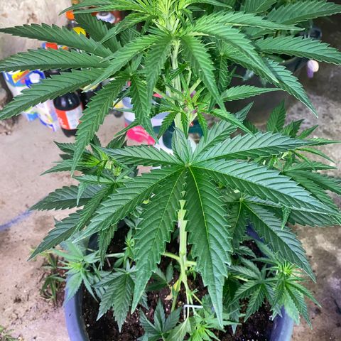 Auto Candy  growlog timeline photo
