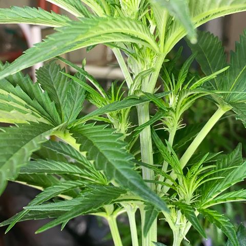 Auto Candy  growlog timeline photo