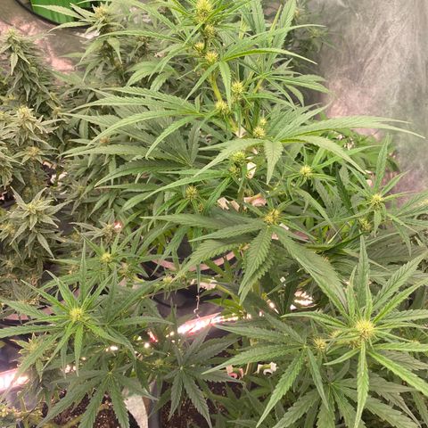 Auto Candy  growlog timeline photo