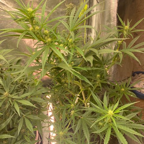 Auto Candy  growlog timeline photo