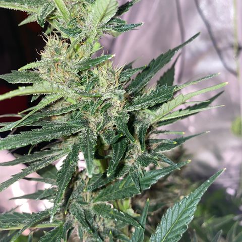Studio 54 Stardust Auto growlog timeline photo