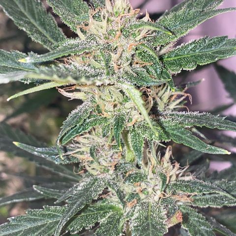 Studio 54 Stardust Auto growlog timeline photo