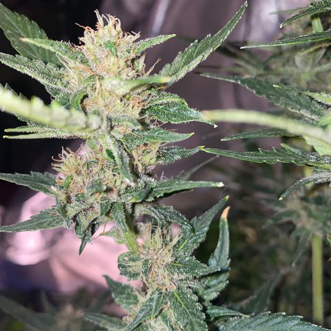 Studio 54 Stardust Auto growlog timeline photo