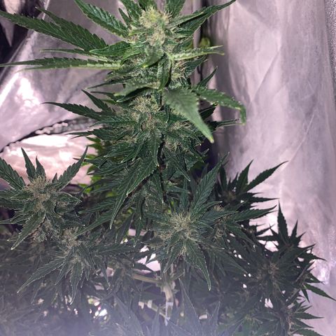 Studio 54 Stardust Auto growlog timeline photo