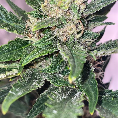 Studio 54 Stardust Auto growlog timeline photo