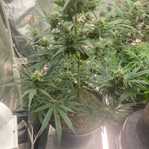 Auto Candy  growlog timeline photo