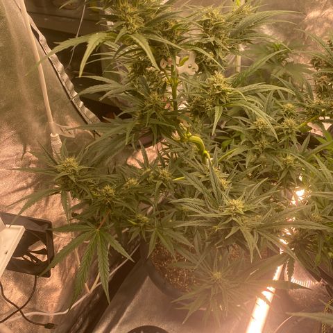 Auto Candy  growlog timeline photo