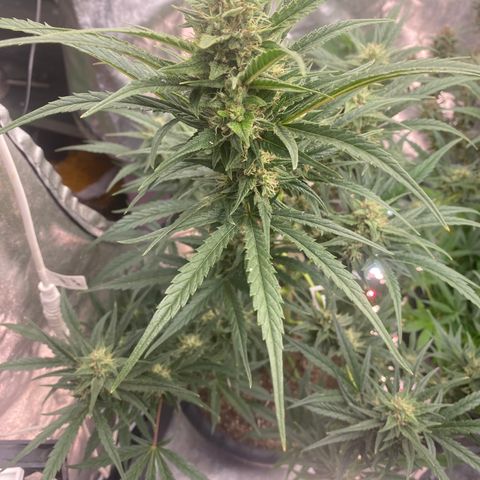 Auto Candy  growlog timeline photo