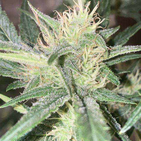 Auto Candy  growlog timeline photo