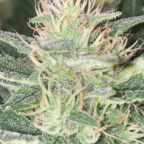 Auto Candy  growlog timeline photo