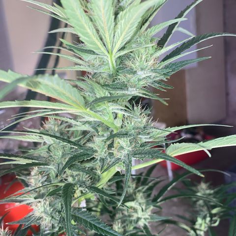 Auto Candy  growlog timeline photo