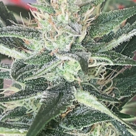Auto Candy  growlog timeline photo
