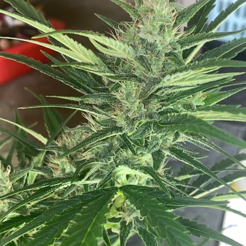 Auto Candy  growlog timeline photo