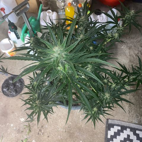 Auto Candy  growlog timeline photo