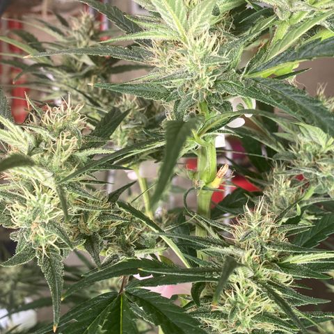 Auto Candy  growlog timeline photo