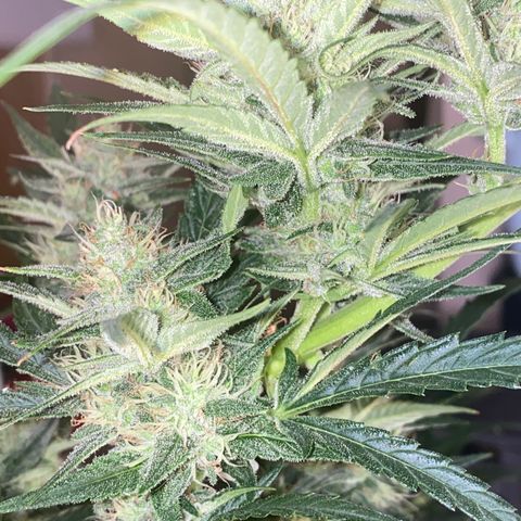 Auto Candy  growlog timeline photo