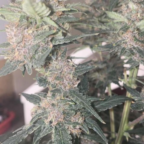 Studio 54 Stardust Auto growlog timeline photo