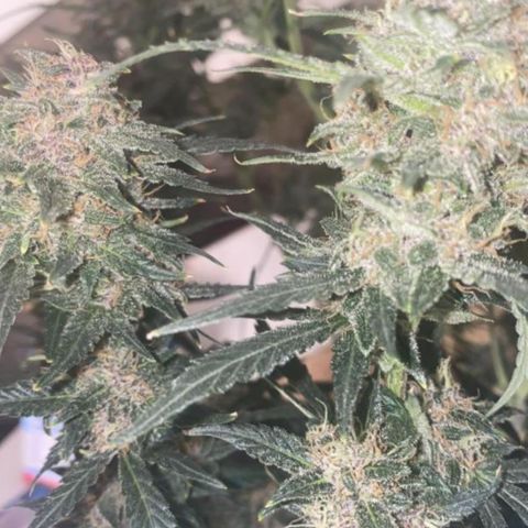 Studio 54 Stardust Auto growlog timeline photo