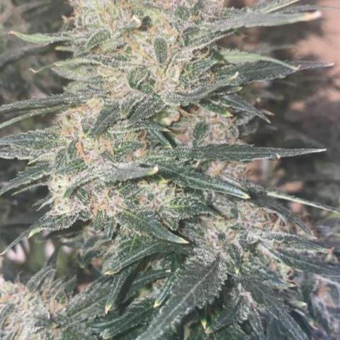 Studio 54 Stardust Auto growlog timeline photo