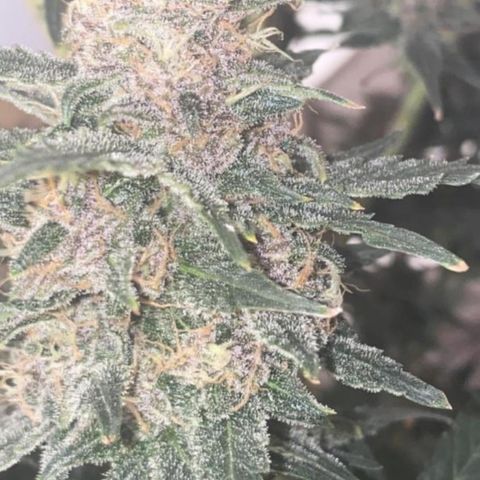 Studio 54 Stardust Auto growlog timeline photo