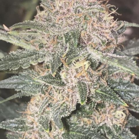 Studio 54 Stardust Auto growlog timeline photo