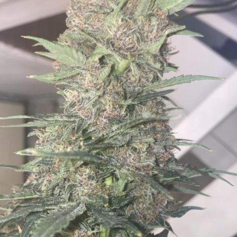 Studio 54 Stardust Auto growlog timeline photo