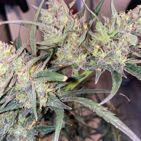 Auto Candy  growlog timeline photo