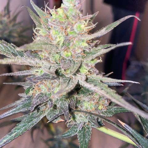 Auto Candy  growlog timeline photo