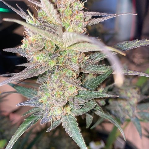 Auto Candy  growlog timeline photo