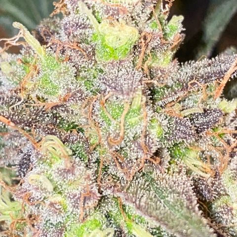 Auto Candy  growlog timeline photo