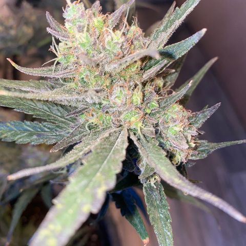 Auto Candy  growlog timeline photo