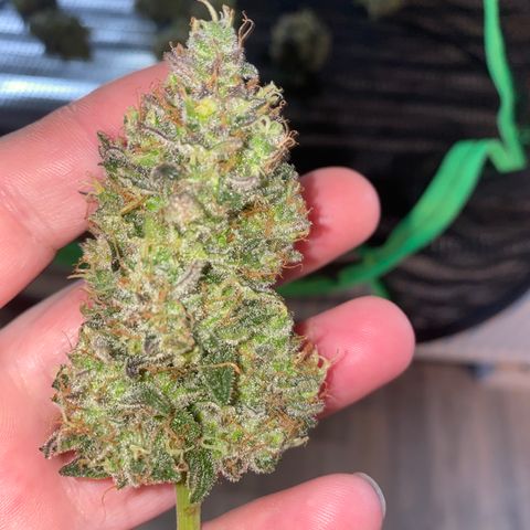 Auto Candy  growlog timeline photo