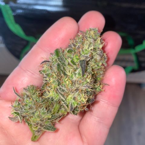 Auto Candy  growlog timeline photo