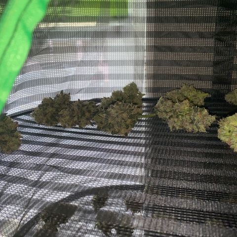 Auto Candy  growlog timeline photo