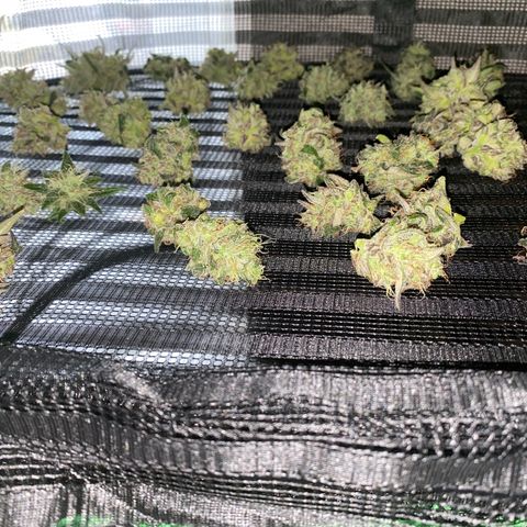 Auto Candy  growlog timeline photo