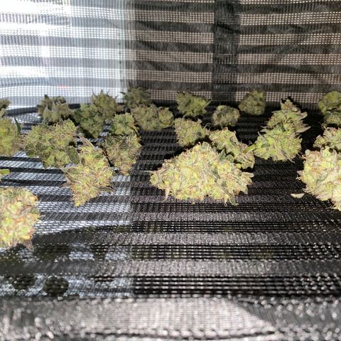 Auto Candy  growlog timeline photo