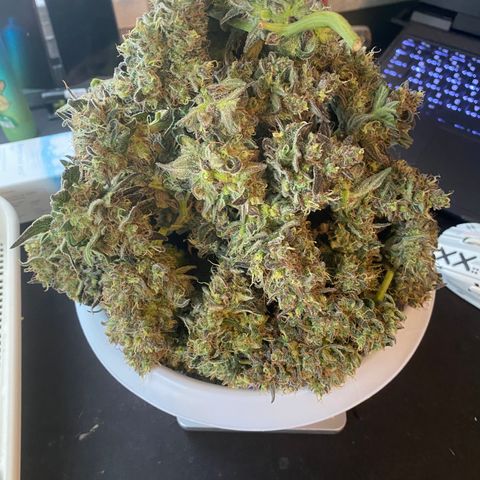 Auto Candy  growlog timeline photo